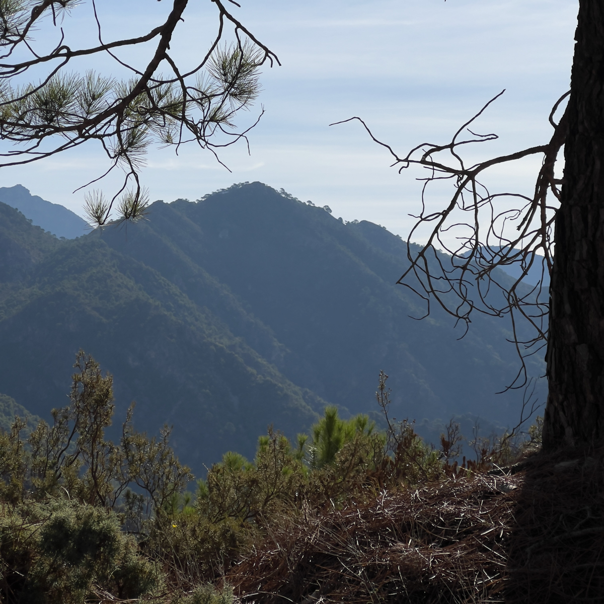 El Acebuchal to Puerto Blanquillo Loop 6